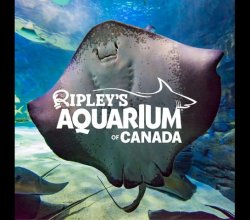 Ripley’s Aquarium of Canada