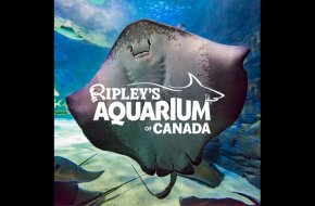 Ripley’s Aquarium of Canada